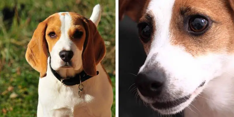 Beagle Health: Tips For A Longer Lifespan