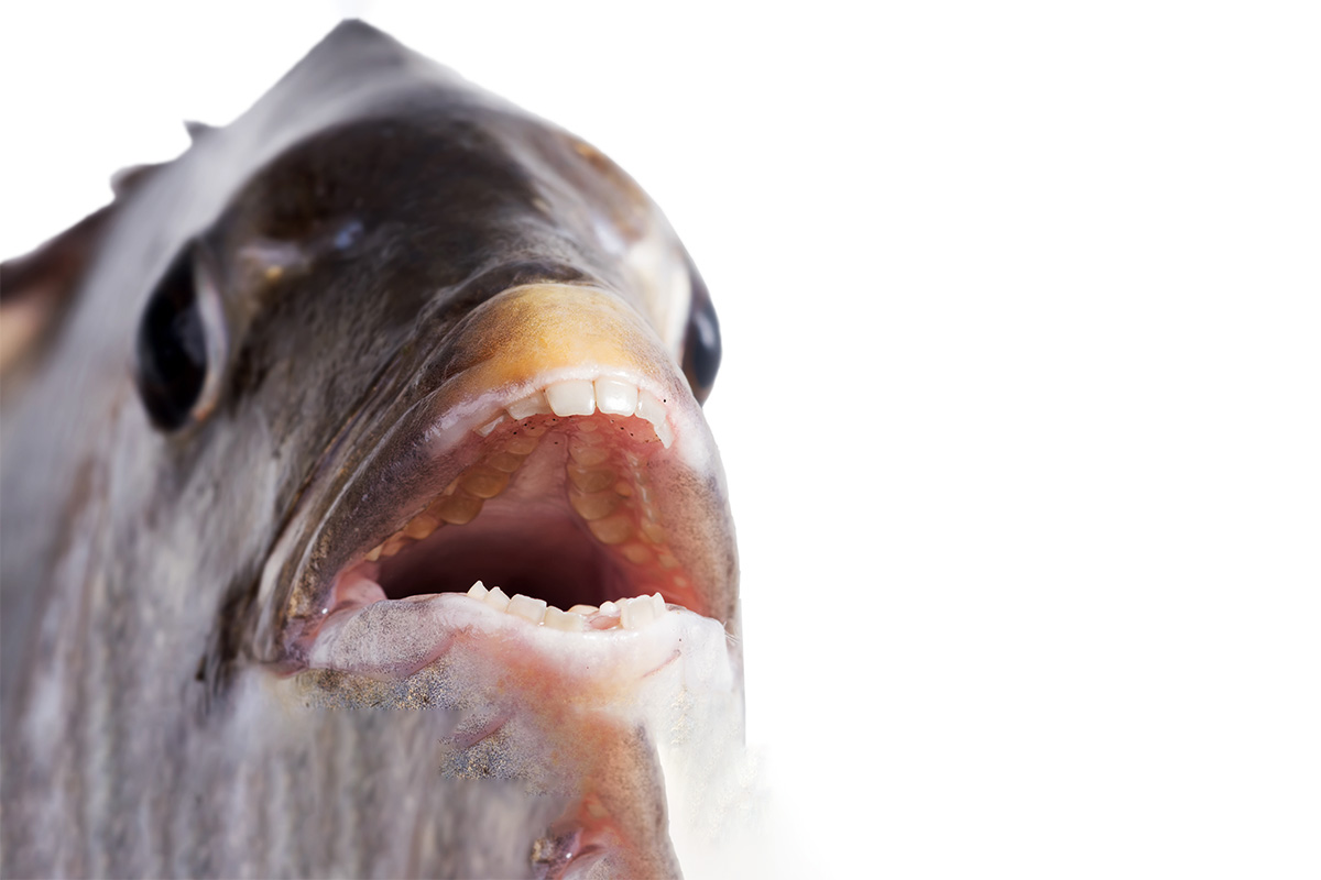 Fish With Teeth