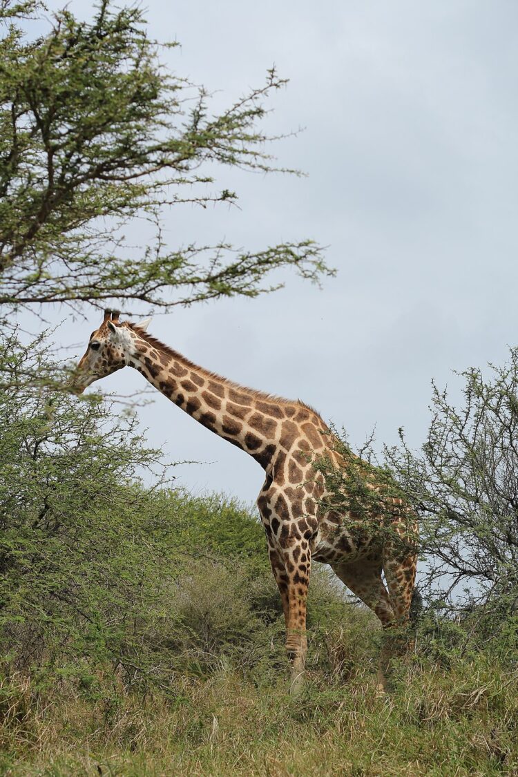 Why Are Giraffes Tongues Purple Giraffe Tongue Giraffe Animals